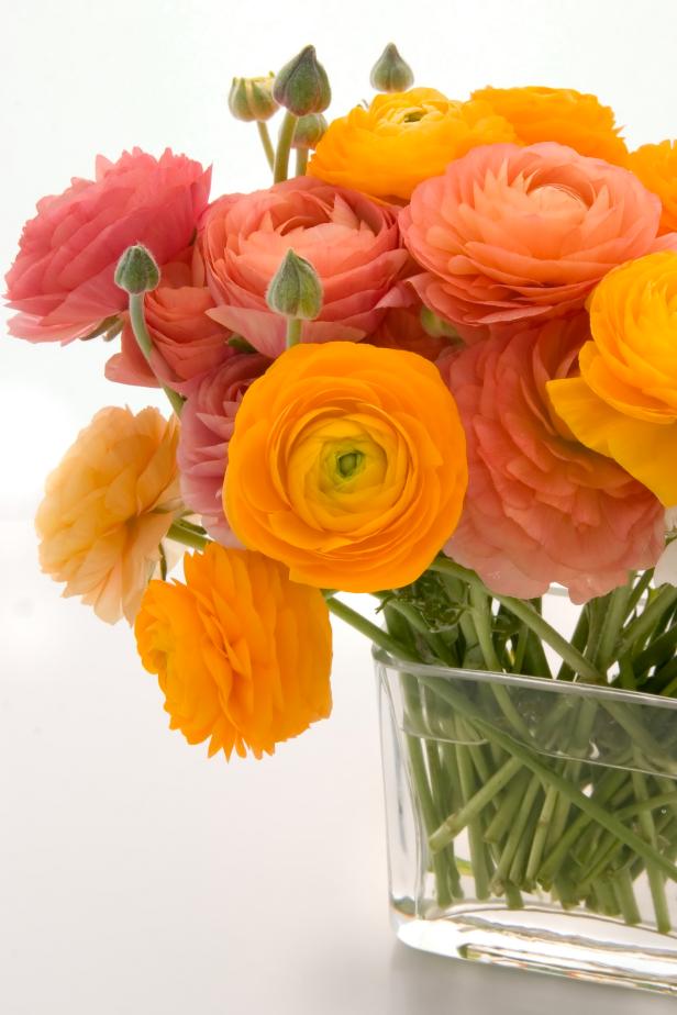 Ranunculus Ranunculus