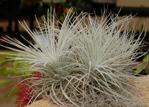 Tillandsia tectorum, courtesy Rainforest Flora, Inc. Tillandsia tectorum, courtesy Rainforest Flora, Inc.