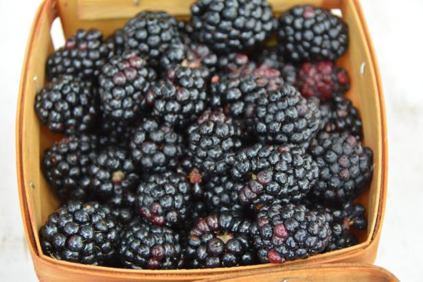 Blackberries grown at farm Blackberries grown at farm