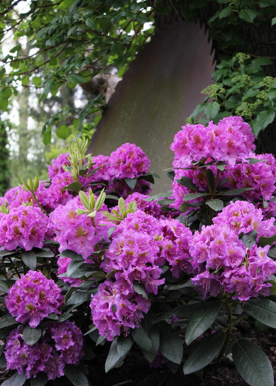 Sophia Moms Diary Flowering Shrubs For Shaded Areas Shade Garden