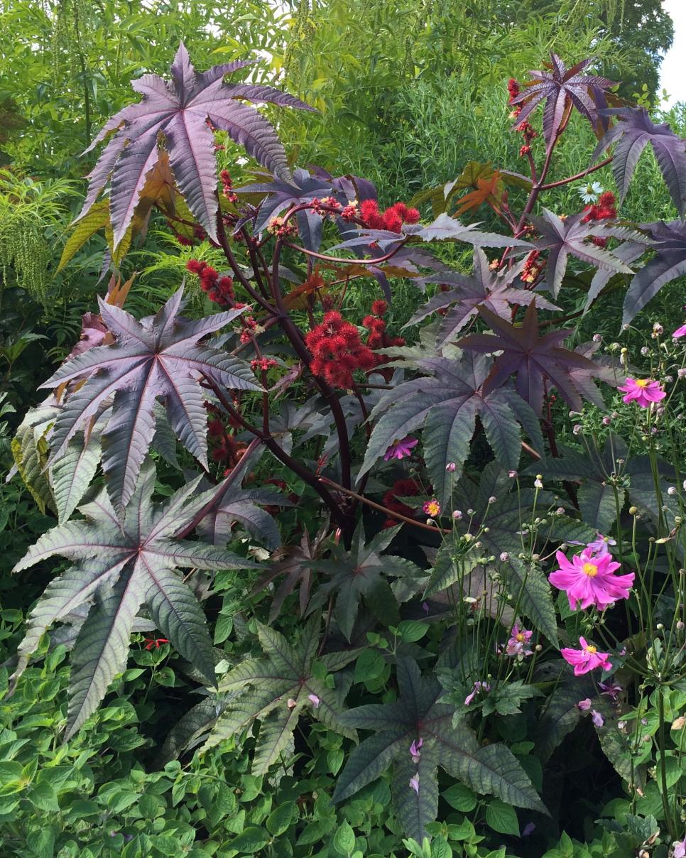 Plants That Thrive in Clay Soil HGTV