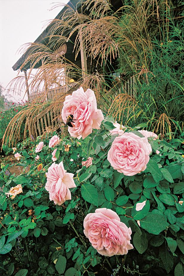 Antique roses with companion plants Antique roses with companion plants