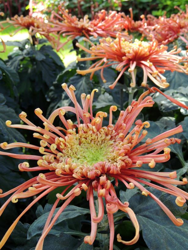 Longwoods Garden spider mum Longwoods Garden spider mum
