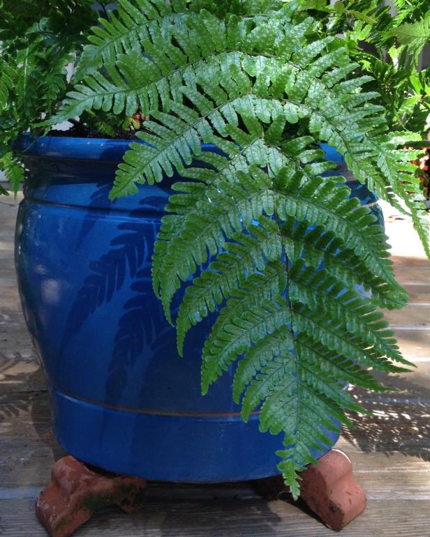 fern on pot feet fern on pot feet