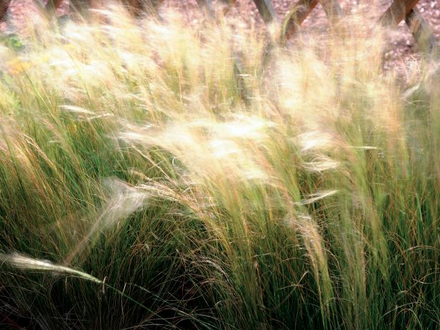 ornamental grasses: grasses for landscaping hgtv