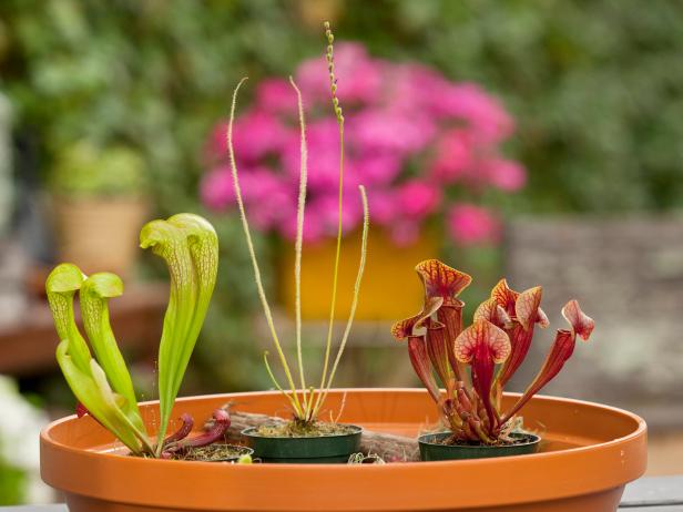 Create a Carnivorous Plant Garden Create a Carnivorous Plant Garden