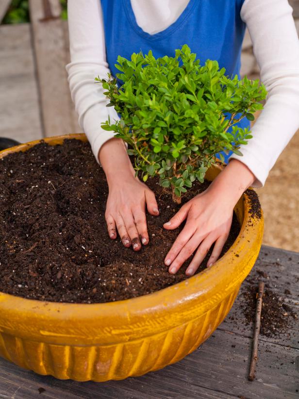 Plant and firm the soil around the boxwood's roots.