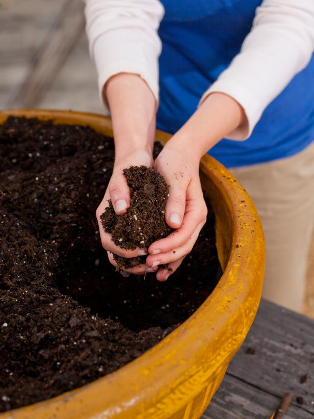 Remove enough potting soil from the container to accommodate the boxwood. 