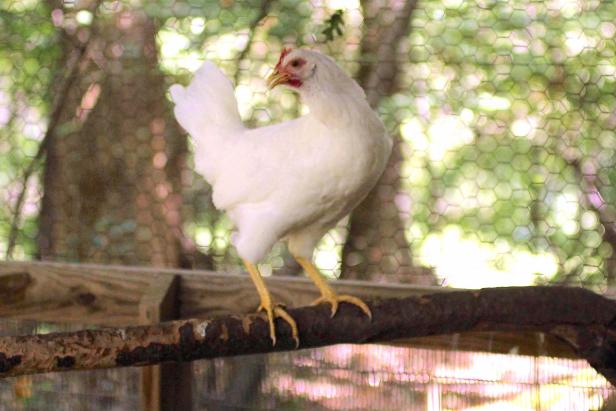 Chicken on Roost Chicken on Roost