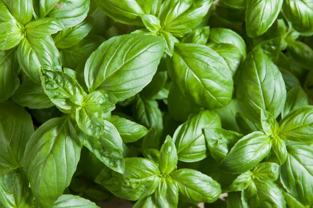 Basil 'Eleonora' Johnny's Selected Seeds 'Eleonora' basil