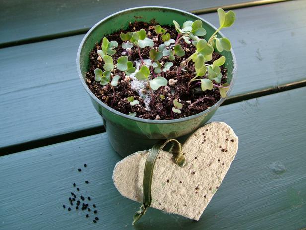 To make plantable paper, stir a spoonful of seeds from your favorite garden flowers, wildflowers or herbs into plain or colored pulp before pouring it into the mold. When you want to sprout the seeds, lay the paper on moist potting soil, enclose the pot in a clear plastic bag, and set it in a spot that's warm and bright but out of direct sun.
