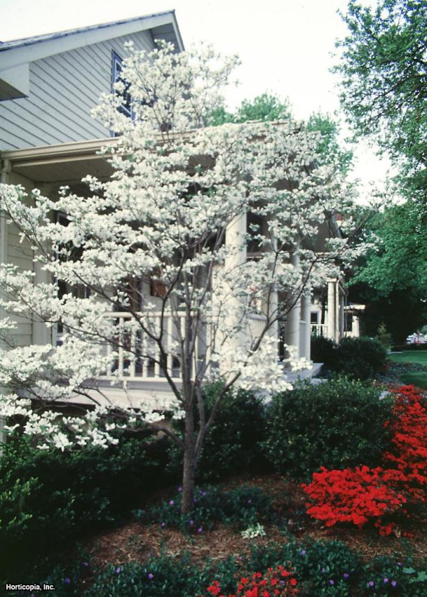 Cornus florida (12) Spring Cornus florida (12) Spring