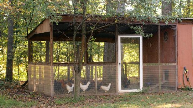 Chicken Run Chicken Run