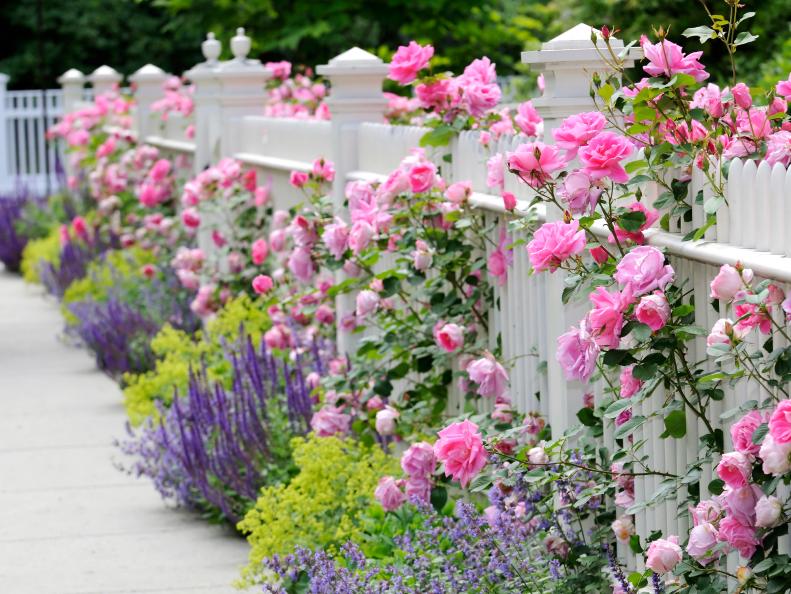 Roses, salvia, catmint, and lady's mantle flowers add a splash of colors as they grow in a row at a white picket fence by a sidewalk.
