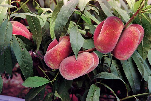 Peach 'Galaxy' Peach 'Galaxy'