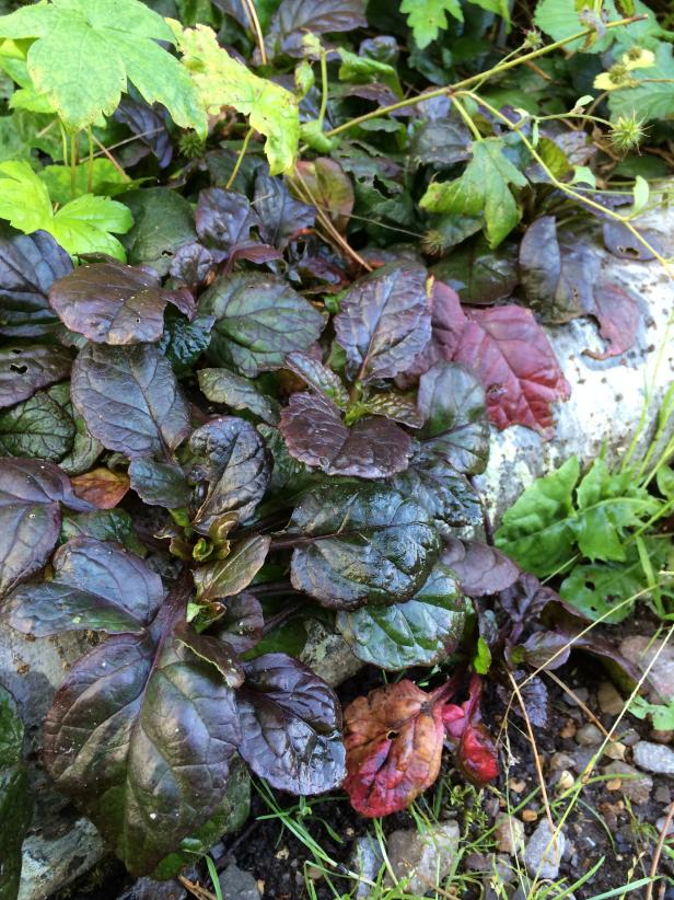 Ajuga is a commonplace groundcover, but this dark, coppery-burgundy one makes a great foil to taller or spiky-foliage dark plants such as black mondo grass.
