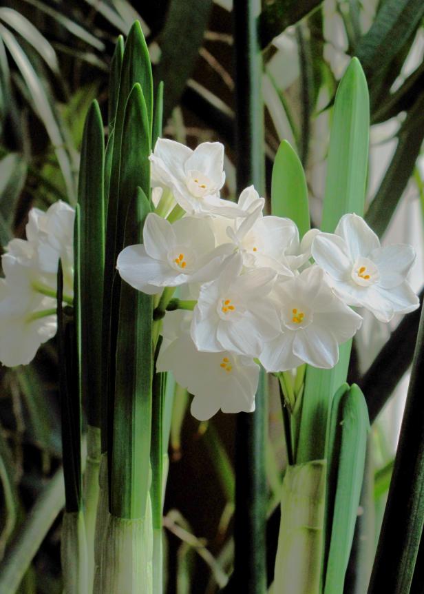 Narcissus tazetta bulbs are easy to grow indoors in pots or in water even in the winter