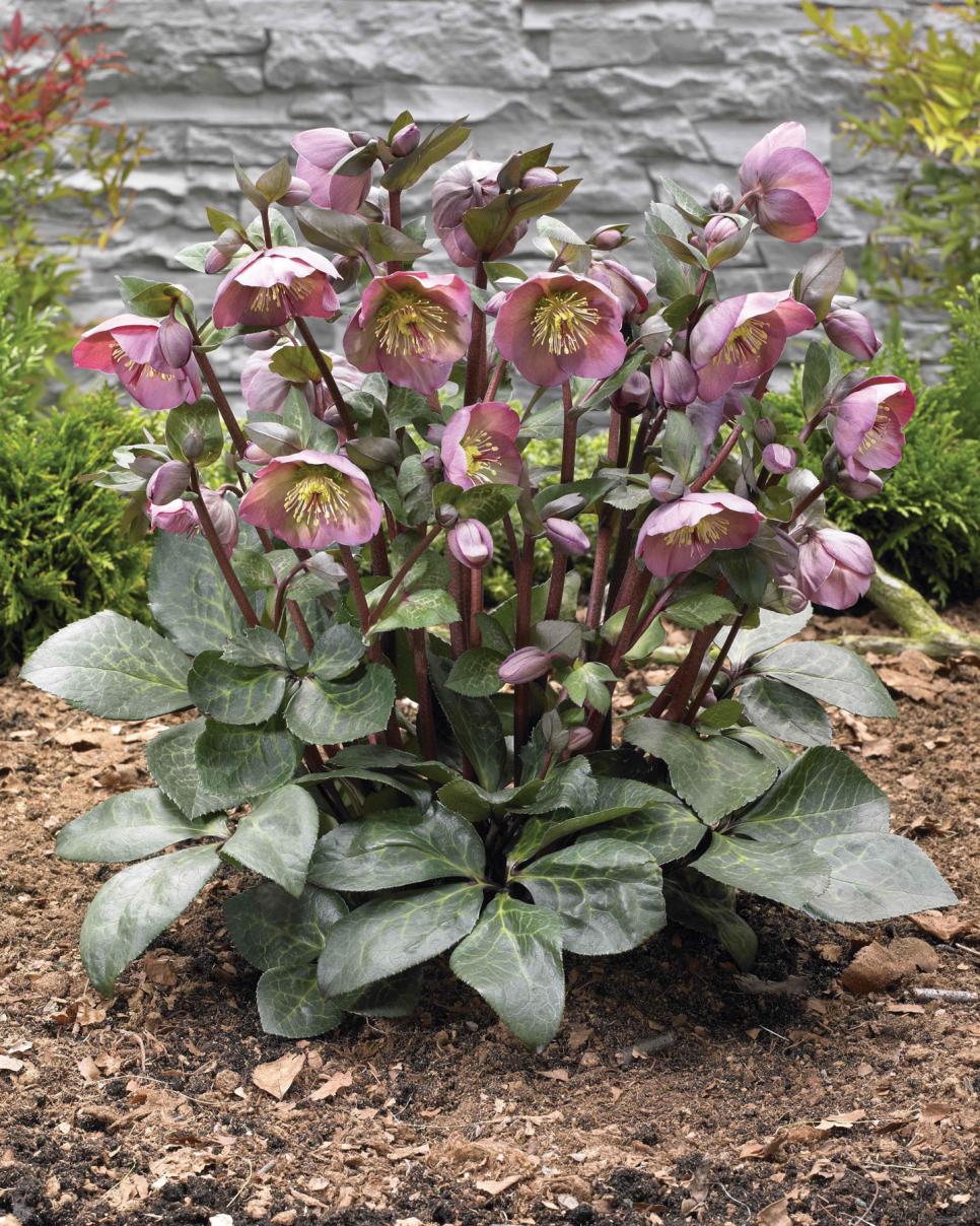 Hellebores Varieties HGTV