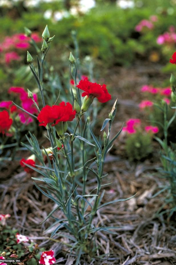 Dianthus caryophyllus (02) Habit Dianthus caryophyllus (02) Habit