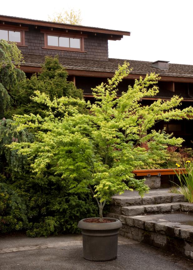 ‘Aoyagi’ Japanese Maple ‘Aoyagi’ Japanese Maple