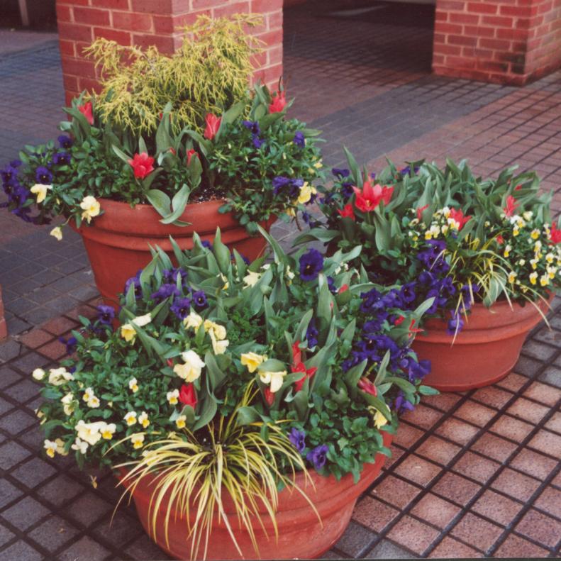 Turn fall/winter containers into three-season combinations by under planting with spring bulbs such as tulips.&nbsp;