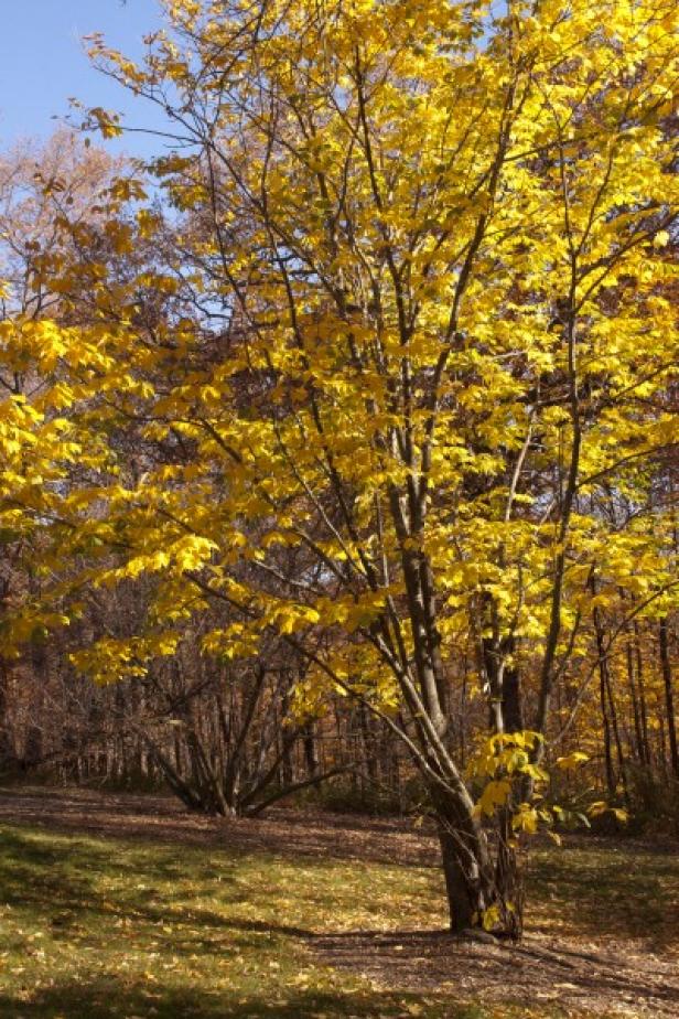 American Yellowwood 'Cladrastis kentukea' American Yellowwood 'Cladrastis kentukea'