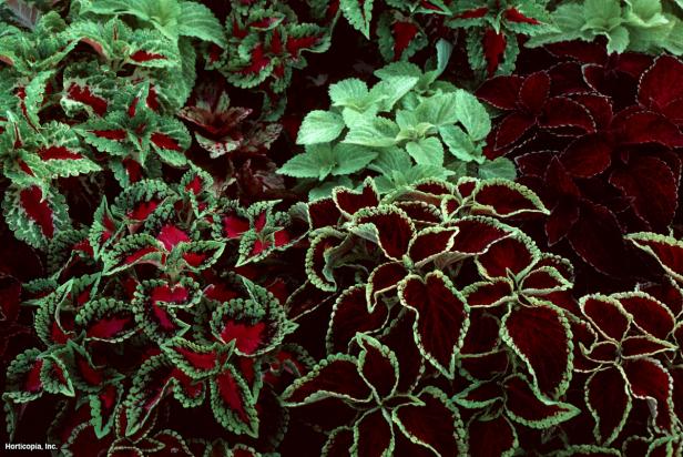 coleus plant and varieties hgtv coleus plant and varieties hgtv