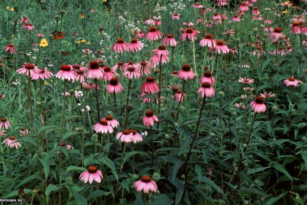 Echinacea purpurea (10) Habit Echinacea purpurea (10) Habit