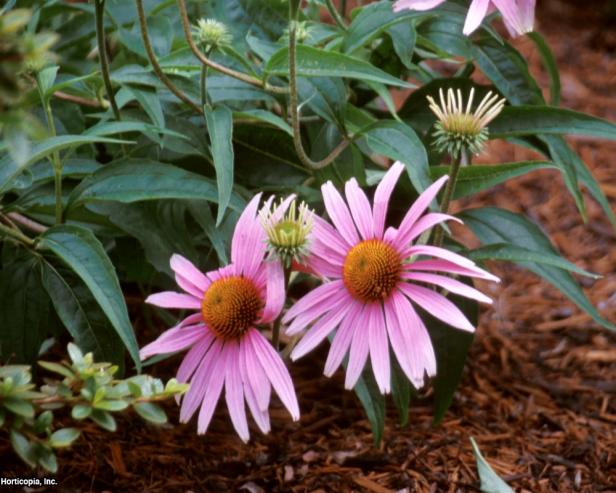 'Magnus' Purple Coneflower (Echinacea purpurea 'Magnus') 'Magnus' Purple Coneflower (Echinacea purpurea 'Magnus')