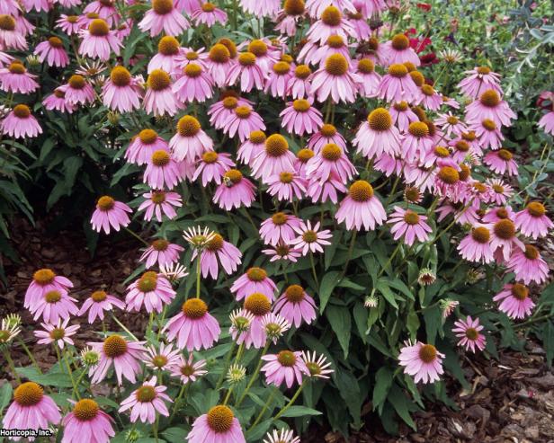 'Kim's Knee High' Dwarf Purple Coneflower 'Kim's Knee High' Dwarf Purple Coneflower