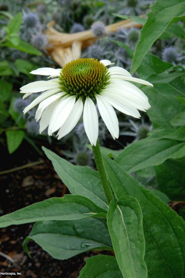 Echinacea purpurea ~White Swan~ (01) Bloomleaf Echinacea purpurea ~White Swan~ (01) Bloomleaf