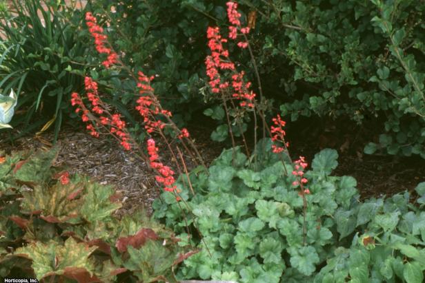 Heuchera sanguinea (03) Landscape Heuchera sanguinea (03) Landscape