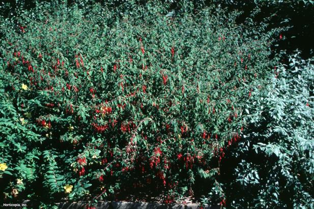 Fuchsia magellanica (01) Habit Fuchsia magellanica (01) Habit