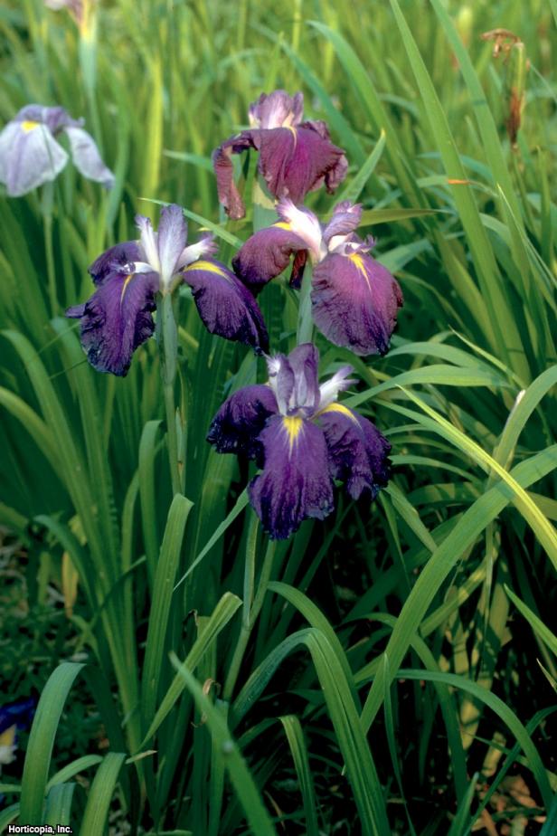 Iris ensata (03) Habit Iris ensata (03) Habit