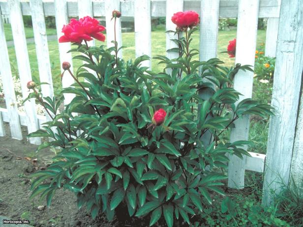 Paeonia lactiflora (02) Habit Paeonia lactiflora (02) Habit