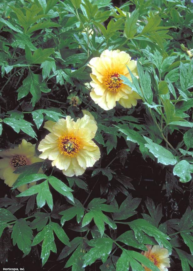 Paeonia suffruticosa ~Amber Moon~ (01) Bloom Paeonia suffruticosa ~Amber Moon~ (01) Bloom