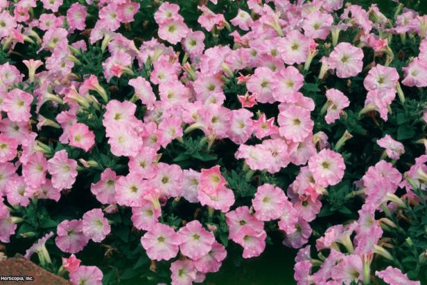 Petunia x hybrida ~Fantasy Pink Morn~ (01) Bloom Petunia x hybrida ~Fantasy Pink Morn~ (01) Bloom