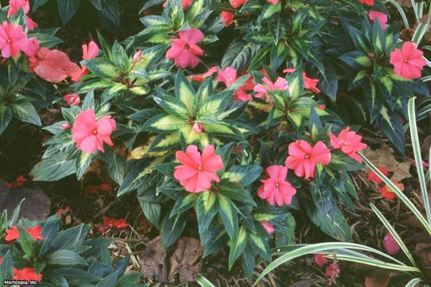 Impatiens x hawkeri ~New Guinea~ (03) Habit Impatiens x hawkeri ~New Guinea~ (03) Habit