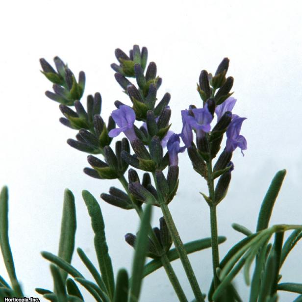 'Grosso' Lavender 'Grosso' Lavender