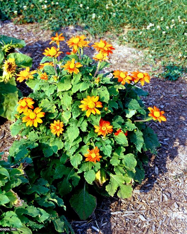 Tithonia rotundifolia ~Fiesta Del Sol~ (01) Habit Tithonia rotundifolia ~Fiesta Del Sol~ (01) Habit