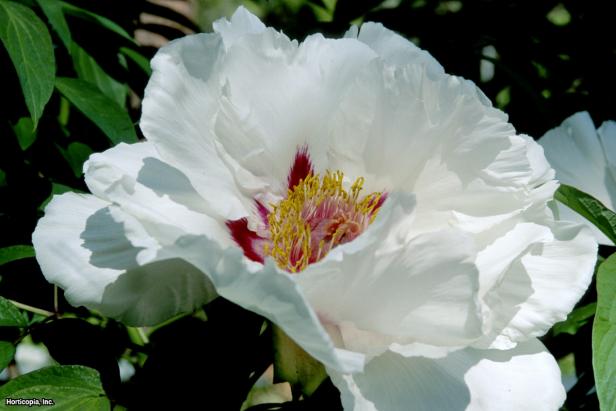 Paeonia suffruticosa (04) Bloom Paeonia suffruticosa (04) Bloom