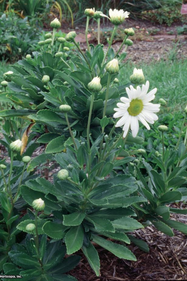 Nipponanthemum nipponicum (02) Habit Nipponanthemum nipponicum (02) Habit