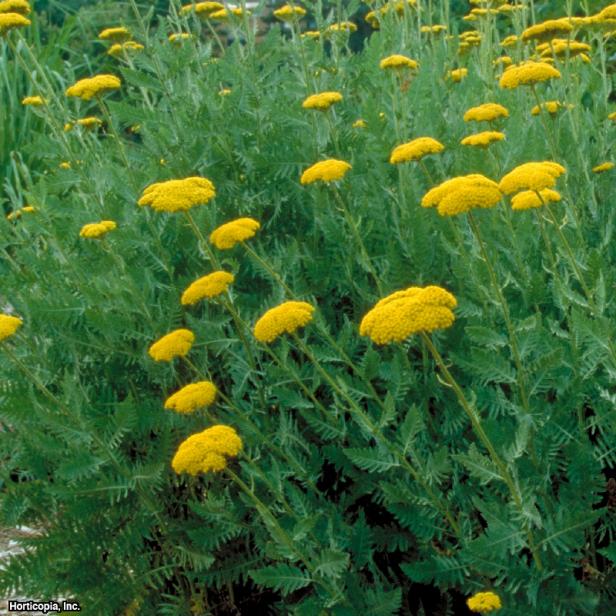 Achillea filipendulina ~Parker~s Variety~ (01) Bloomleaf Achillea filipendulina ~Parker~s Variety~ (01) Bloomleaf