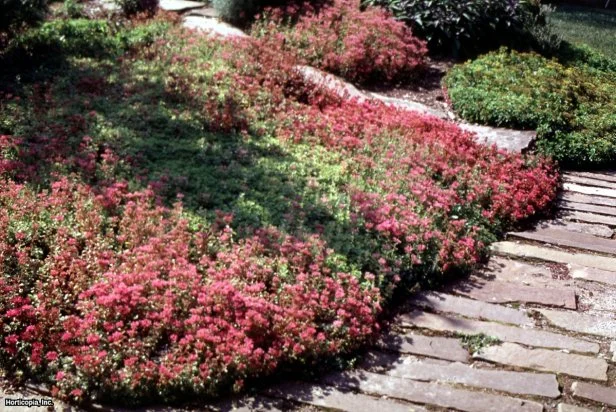 Red Sedum spurium 'Dragon's Blood'