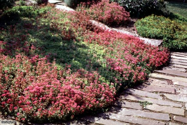 'Dragon's Blood' Sedum spurium 'Dragon's Blood' Sedum spurium