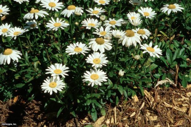 Leucanthemum x superbum ~Snowcap~ (02) Habit Leucanthemum x superbum ~Snowcap~ (02) Habit