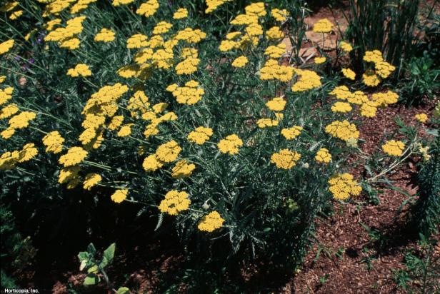 Achillea filipendulina (01) Habit Achillea filipendulina (01) Habit