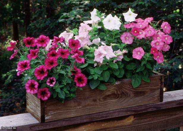 Petunia x hybrida (06) Habit Petunia x hybrida (06) Habit