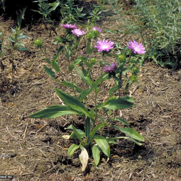 Stokesia laevis (04) Habit Stokesia laevis (04) Habit