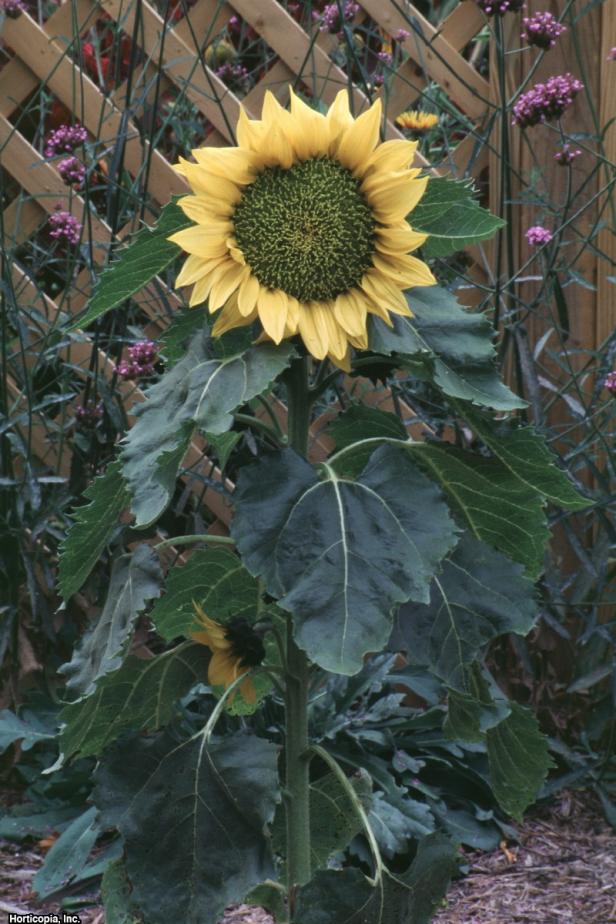 Helianthus annuus (01) Habit Helianthus annuus (01) Habit